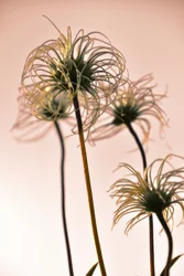 Ätherische Botanische Formen