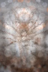 Ätherische Botanische Symmetrie