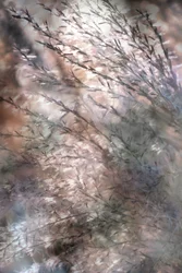 Ätherisches Fließendes Gras