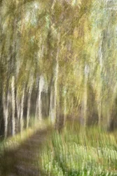 Ätherischer Waldspaziergang