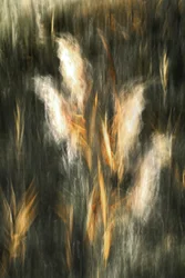 Ätherisches Goldenes Gras
