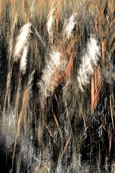 Ätherisches Wildgras