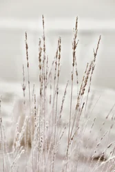Frostiges Wintergras