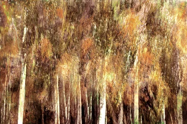 Goldener Herbstwald