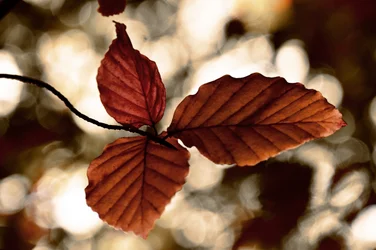 Goldene Herbstblätter