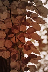 Goldene Herbstblätter