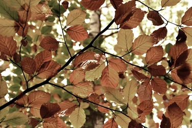 Goldene Herbstblätter