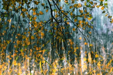 Goldener Herbstregen