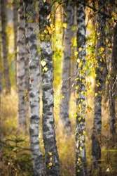 Goldener Birkenwald