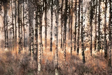 Goldener Birkenwald