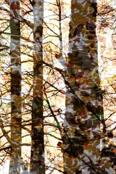 Goldene Waldschichten