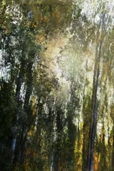 Goldenes Waldlicht
