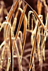 Goldene Gefrostete Schilfrohre