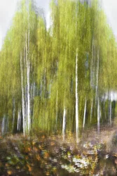 Grüner Birkenwald Abstrakt