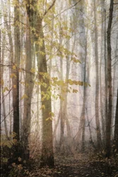 Nebliger Herbstweg