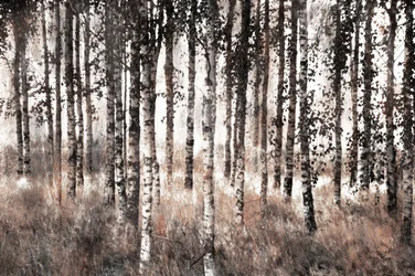 Nebliger Birkenwald