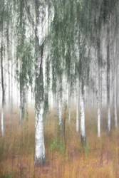 Nebliger Birkenwald