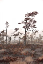 Bäume im nebligen Moor