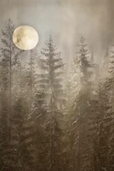 Mondbeschienener Winterwald