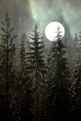 Mondbeschienener Winterwald