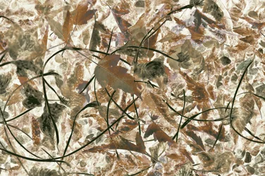 Gedämpftes Waldlaub
