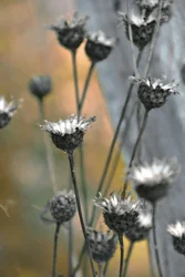 Gedämpfte Gartendisteln