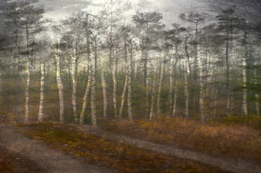 Serener Birkenwald