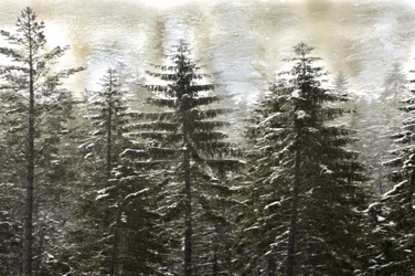 Verschneiter Winterwald