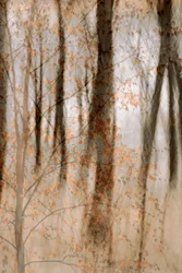 Sanfte Herbstwälder