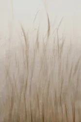 Weiches beiges Gras