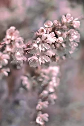 Zarte rosa Blüten