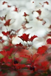 Weiches rotes Laub