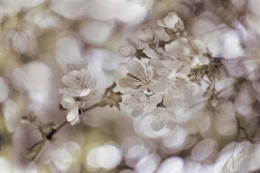 Weiche Frühlingsblüten
