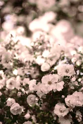 Weiche weiße Rosen