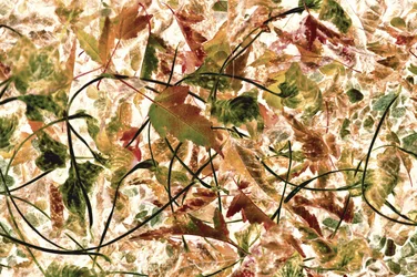 Verwirrtes Herbstlaub