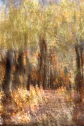 Lebendiger Herbstwaldpfad