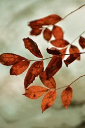 Warme Herbstblätter