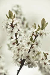 Weiße Frühlingsblüten