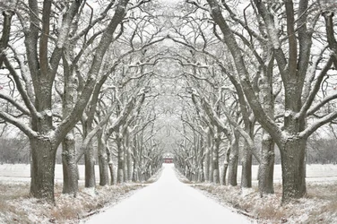 Winterliche Baumgesäumte Straße