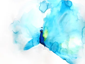 Eleganter blauer Pfau