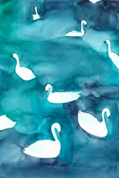 Anmutige Schwäne auf dem Wasser