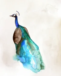 Leuchtend blauer Pfau