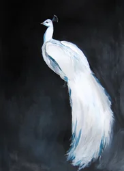 Majestätischer Weißer Pfau