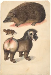 Ein Igel, ein Biber und ein Pavian