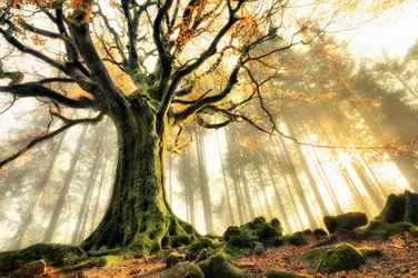 Nebliger Wald mit Sonnenstrahlen