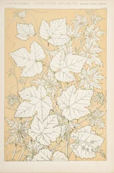 Blätter aus der Natur, 1868