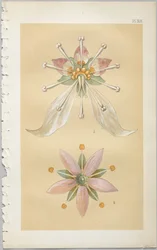Die Kunst des dekorativen Designs: mit einem Anhang, der die Stunden des Tages angibt, zu denen Blumen öffnen, veröffentlicht von Day & Son, London, 1862