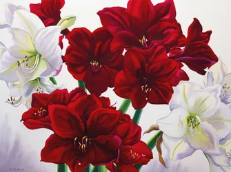 Rote und weiße Amaryllis, 2008