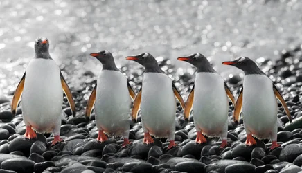 Fünf neugierige Pinguine