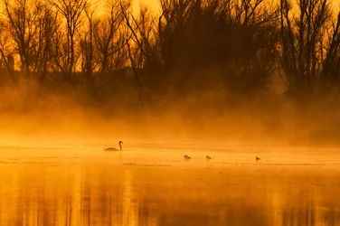 Goldene Stunde Schwanenfamilie